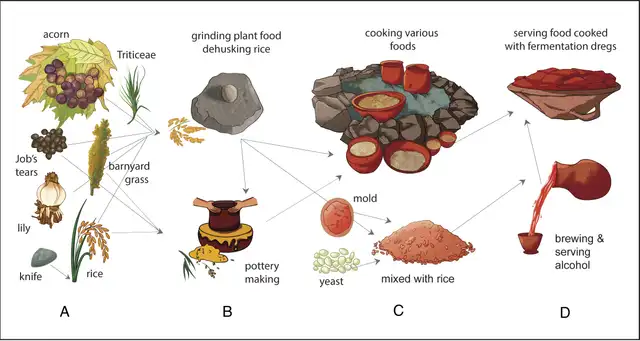 Proceso de la cultura Shangshan: recolección, preparación de alimentos, masa madre y uso de cerámica para consumo. Foto: PNAS Proceso de la cultura Shangshan: recolección, preparación de alimentos, masa madre y uso de cerámica para consumo. Foto: PNAS