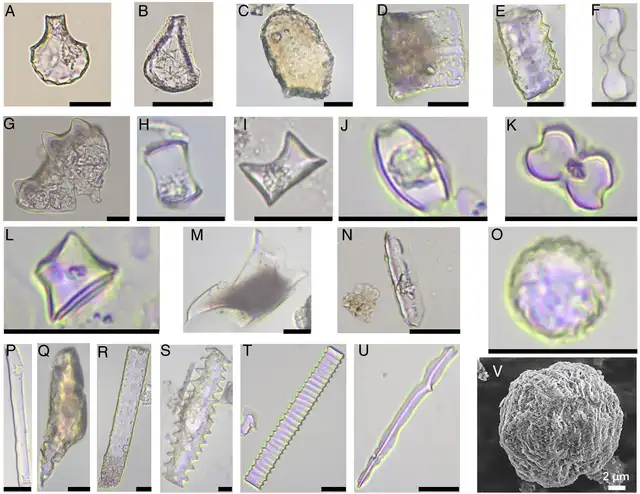 Fitolitos de la cultura Shangshan: identifican tipos de arroz silvestre y doméstico, Phragmites y microestructuras. Foto: PNAS Fitolitos de la cultura Shangshan: identifican tipos de arroz silvestre y doméstico, Phragmites y microestructuras. Foto: PNAS