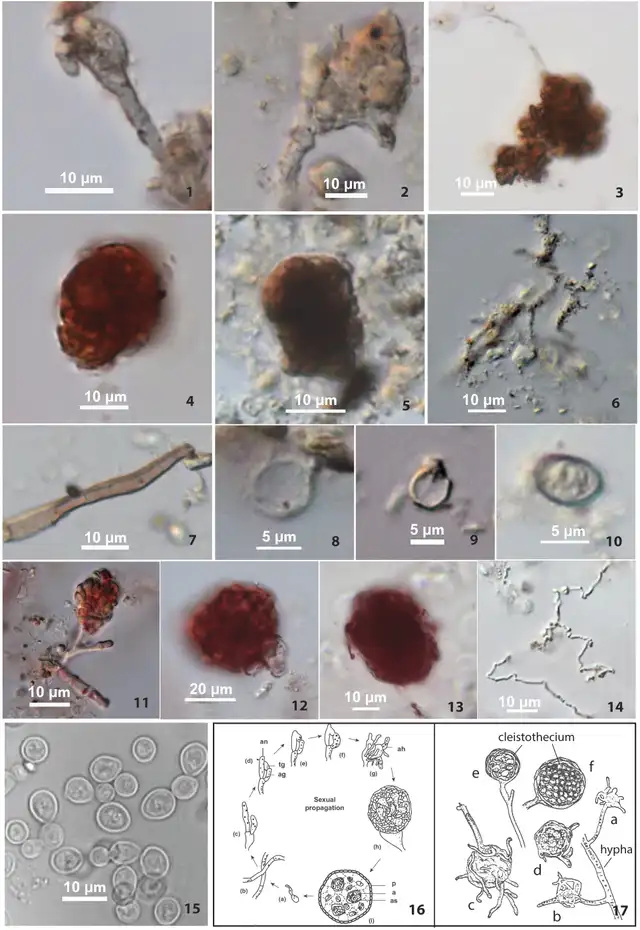 Hongos en cerámica Shangshan frente a Monascus moderno: hallan hifas, cleistotecios y células de levadura en desarrollo. Foto: PNAS Hongos en cerámica Shangshan frente a Monascus moderno: hallan hifas, cleistotecios y células de levadura en desarrollo. Foto: PNAS