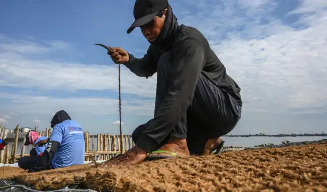 Los trabajadores cosen bolsas de fibra de coco en un rompeolas. Foto: AFP Los trabajadores cosen bolsas de fibra de coco en un rompeolas. Foto: AFP